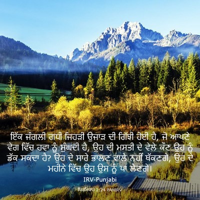 Picture 03 - ਯਿਰਮਿਯਾਹ 2:24 PANIRV - ਇੱਕ ਜੰਗਲੀ ਗਧੀ - Bible Verse Picture