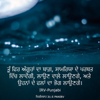 Picture 03 - ਯਿਰਮਿਯਾਹ 31:5 PANIRV - ਤੂੰ ਫਿਰ ਅੰਗੂਰਾਂ ਦਾ - Bible Verse Picture
