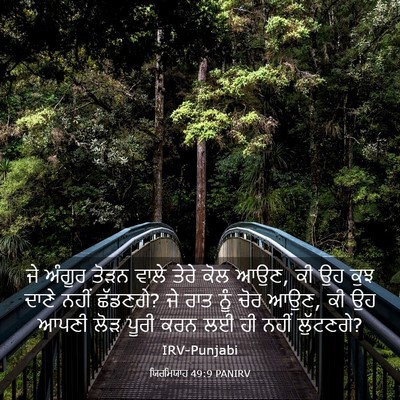 Picture 03 - ਯਿਰਮਿਯਾਹ 49:9 PANIRV - ਜੇ ਅੰਗੂਰ ਤੋੜਨ ਵਾਲੇ - Bible Verse Picture
