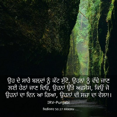 Picture 03 - ਯਿਰਮਿਯਾਹ 50:27 PANIRV - ਉਹ ਦੇ ਸਾਰੇ ਬਲ਼ਦਾਂ - Bible Verse Picture