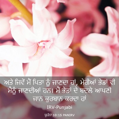 Picture 03 - ਯੂਹੰਨਾ 10:15 PANIRV - ਅਤੇ ਜਿਵੇਂ ਮੈਂ ਪਿਤਾ - Bible Verse Picture
