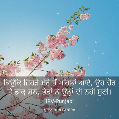 Picture 03 - ਯੂਹੰਨਾ 10:8 PANIRV - ਕਿਉਂਕਿ ਜਿਹੜੇ ਮੇਰੇ - Bible Verse Picture