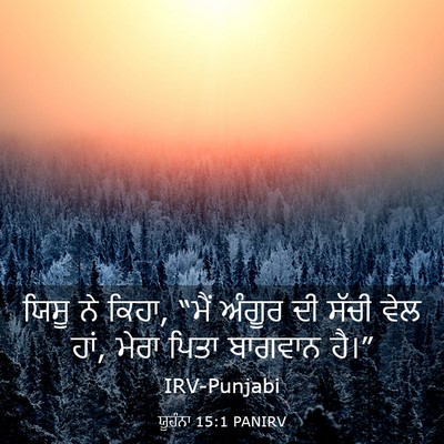 Picture 03 - ਯੂਹੰਨਾ 15:1 PANIRV - ਯਿਸੂ ਨੇ ਕਿਹਾ, “ਮੈਂ - Bible Verse Picture