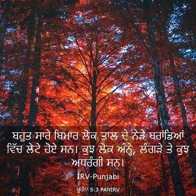 Picture 03 - ਯੂਹੰਨਾ 5:3 PANIRV - ਬਹੁਤ ਸਾਰੇ ਬਿਮਾਰ - Bible Verse Picture