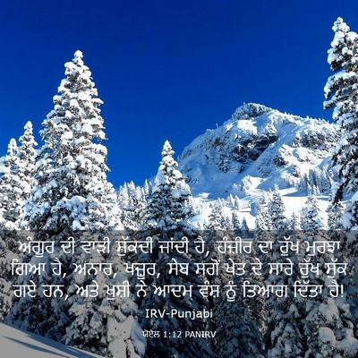 Picture 03 - ਯੋਏਲ 1:12 PANIRV - ਅੰਗੂਰ ਦੀ ਵਾੜੀ - Bible Verse Picture