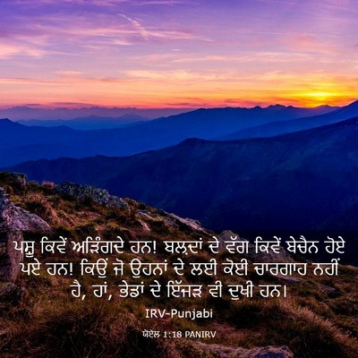 Picture 03 - ਯੋਏਲ 1:18 PANIRV - ਪਸ਼ੂ ਕਿਵੇਂ - Bible Verse Picture