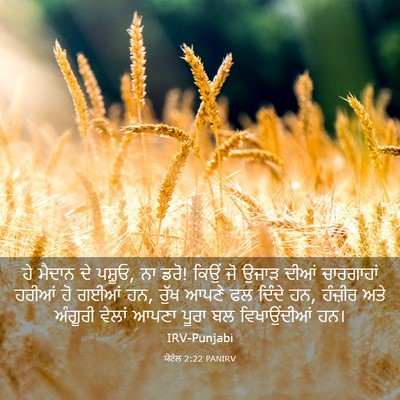 Picture 03 - ਯੋਏਲ 2:22 PANIRV - ਹੇ ਮੈਦਾਨ ਦੇ ਪਸ਼ੂਓ, - Bible Verse Picture