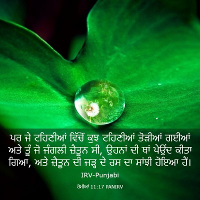 Picture 03 - ਰੋਮੀਆਂ 11:17 PANIRV - ਪਰ ਜੇ ਟਹਿਣੀਆਂ - Bible Verse Picture