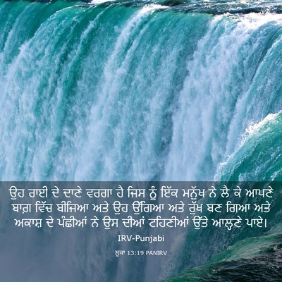 Picture 03 - ਲੂਕਾ 13:19 PANIRV - ਉਹ ਰਾਈ ਦੇ ਦਾਣੇ ਵਰਗਾ - Bible Verse Picture