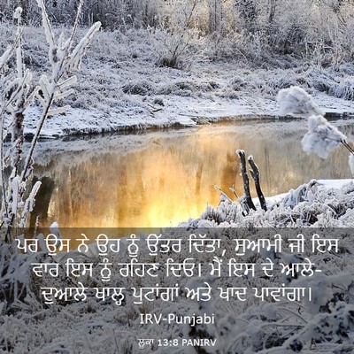Picture 03 - ਲੂਕਾ 13:8 PANIRV - ਪਰ ਉਸ ਨੇ ਉਹ ਨੂੰ - Bible Verse Picture