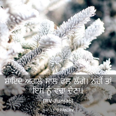 Picture 03 - ਲੂਕਾ 13:9 PANIRV - ਸ਼ਾਇਦ ਅਗਲੇ ਸਾਲ ਫਲ - Bible Verse Picture