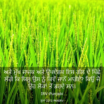 Picture 03 - ਲੂਕਾ 22:2 PANIRV - ਅਤੇ ਮੁੱਖ ਜਾਜਕ ਅਤੇ - Bible Verse Picture