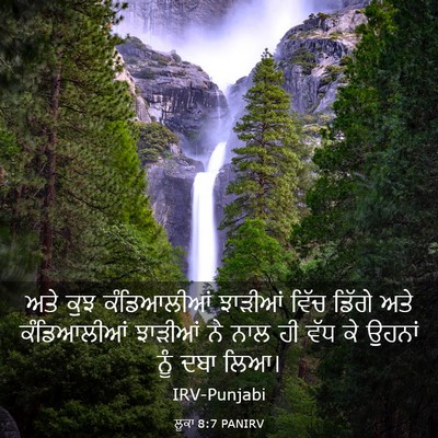 Picture 03 - ਲੂਕਾ 8:7 PANIRV - ਅਤੇ ਕੁਝ ਕੰਡਿਆਲੀਆਂ - Bible Verse Picture