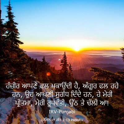 Picture 03 - ਸੁਲੇਮਾਨ ਦਾ ਗੀਤ 2:13 PANIRV - ਹੰਜ਼ੀਰ ਆਪਣੇ ਫਲ - Bible Verse Picture