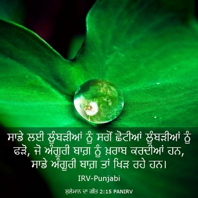 Picture 03 - ਸੁਲੇਮਾਨ ਦਾ ਗੀਤ 2:15 PANIRV - ਸਾਡੇ ਲਈ ਲੂੰਬੜੀਆਂ - Bible Verse Picture