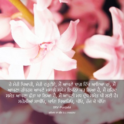 Picture 03 - ਸੁਲੇਮਾਨ ਦਾ ਗੀਤ 5:1 PANIRV - ਹੇ ਮੇਰੀ ਪਿਆਰੀ, ਮੇਰੀ - Bible Verse Picture
