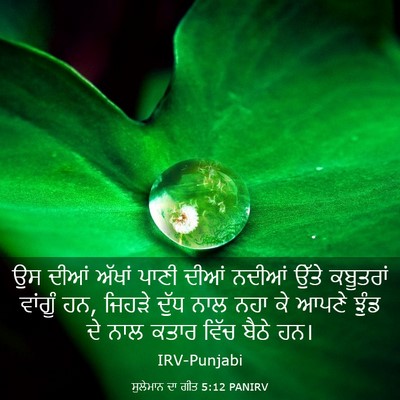 Picture 03 - ਸੁਲੇਮਾਨ ਦਾ ਗੀਤ 5:12 PANIRV - ਉਸ ਦੀਆਂ ਅੱਖਾਂ ਪਾਣੀ - Bible Verse Picture