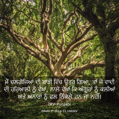 Picture 03 - ਸੁਲੇਮਾਨ ਦਾ ਗੀਤ 6:11 PANIRV - ਮੈਂ ਚਲਗੋਜਿਆਂ ਦੀ - Bible Verse Picture