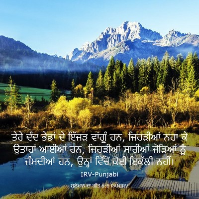 Picture 03 - ਸੁਲੇਮਾਨ ਦਾ ਗੀਤ 6:6 PANIRV - ਤੇਰੇ ਦੰਦ ਭੇਡਾਂ ਦੇ - Bible Verse Picture