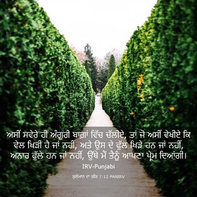 Picture 03 - ਸੁਲੇਮਾਨ ਦਾ ਗੀਤ 7:12 PANIRV - ਅਸੀਂ ਸਵੇਰੇ ਹੀ - Bible Verse Picture