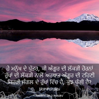 Picture 03 - ਹਿਜ਼ਕੀਏਲ 15:2 PANIRV - ਹੇ ਮਨੁੱਖ ਦੇ ਪੁੱਤਰ, - Bible Verse Picture