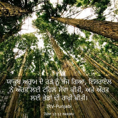 Picture 03 - ਹੋਸ਼ੇਆ 12:12 PANIRV - ਯਾਕੂਬ ਅਰਾਮ ਦੇ ਰੜ - Bible Verse Picture