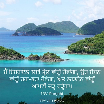 Picture 03 - ਹੋਸ਼ੇਆ 14:5 PANIRV - ਮੈਂ ਇਸਰਾਏਲ ਲਈ - Bible Verse Picture