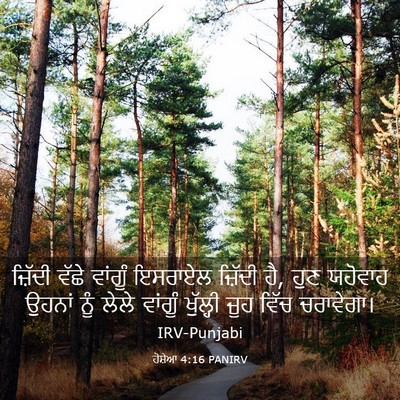 Picture 03 - ਹੋਸ਼ੇਆ 4:16 PANIRV - ਜ਼ਿੱਦੀ ਵੱਛੇ - Bible Verse Picture