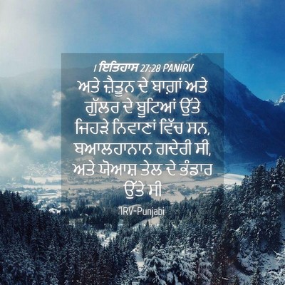 Picture 04 - 1 ਇਤਿਹਾਸ 27:28 PANIRV - ਅਤੇ ਜ਼ੈਤੂਨ ਦੇ - Bible Verse Picture