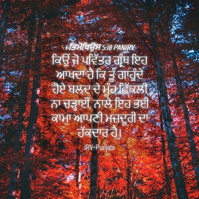 Picture 04 - 1 ਤਿਮੋਥਿਉਸ 5:18 PANIRV - ਕਿਉਂ ਜੋ ਪਵਿੱਤਰ - Bible Verse Picture
