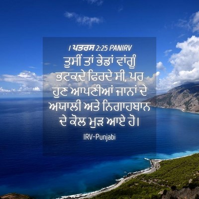 Picture 04 - 1 ਪਤਰਸ 2:25 PANIRV - ਤੁਸੀਂ ਤਾਂ ਭੇਡਾਂ - Bible Verse Picture