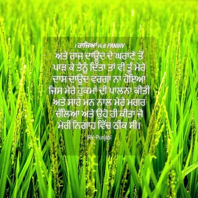 Picture 04 - 1 ਰਾਜਿਆਂ 14:8 PANIRV - ਅਤੇ ਰਾਜ ਦਾਊਦ ਦੇ - Bible Verse Picture