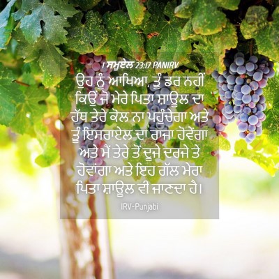 Picture 04 - 1 ਸਮੂਏਲ 23:17 PANIRV - ਉਹ ਨੂੰ ਆਖਿਆ, ਤੂੰ ਡਰ - Bible Verse Picture