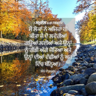 Picture 04 - 1 ਸਮੂਏਲ 6:10 PANIRV - ਸੋ ਲੋਕਾਂ ਨੇ ਅਜਿਹਾ - Bible Verse Picture