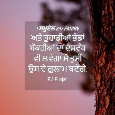 Picture 04 - 1 ਸਮੂਏਲ 8:17 PANIRV - ਅਤੇ ਤੁਹਾਡੀਆਂ - Bible Verse Picture