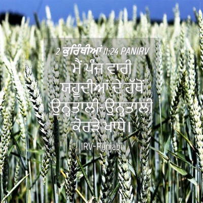 Picture 04 - 2 ਕੁਰਿੰਥੀਆਂ 11:24 PANIRV - ਮੈਂ ਪੰਜ ਵਾਰੀ - Bible Verse Picture