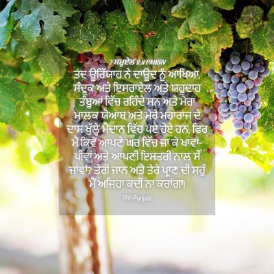 Picture 04 - 2 ਸਮੂਏਲ 11:11 PANIRV - ਤਦ ਊਰਿੱਯਾਹ ਨੇ ਦਾਊਦ - Bible Verse Picture