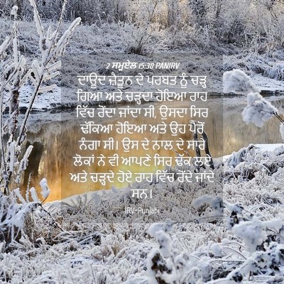 Picture 04 - 2 ਸਮੂਏਲ 15:30 PANIRV - ਦਾਊਦ ਜ਼ੈਤੂਨ ਦੇ - Bible Verse Picture