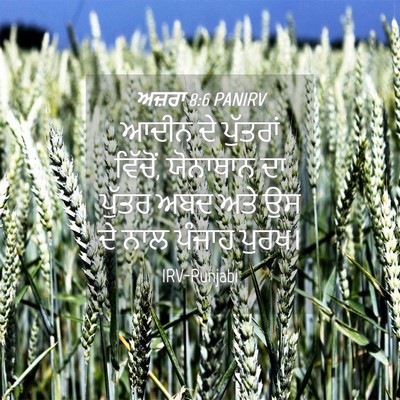 Picture 04 - ਅਜ਼ਰਾ 8:6 PANIRV - ਆਦੀਨ ਦੇ ਪੁੱਤਰਾਂ - Bible Verse Picture