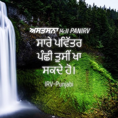 Picture 04 - ਅਸਤਸਨਾ 14:11 PANIRV - ਸਾਰੇ ਪਵਿੱਤਰ ਪੰਛੀ - Bible Verse Picture
