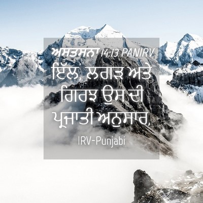 Picture 04 - ਅਸਤਸਨਾ 14:13 PANIRV - ਇੱਲ, ਲਗੜ ਅਤੇ ਗਿਰਝ - Bible Verse Picture