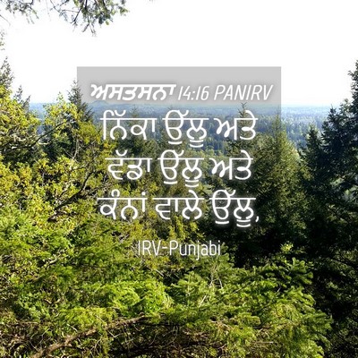 Picture 04 - ਅਸਤਸਨਾ 14:16 PANIRV - ਨਿੱਕਾ ਉੱਲੂ ਅਤੇ - Bible Verse Picture