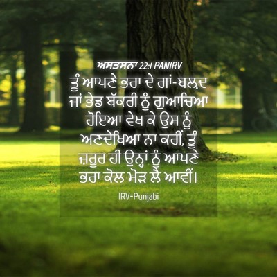 Picture 04 - ਅਸਤਸਨਾ 22:1 PANIRV - ਤੂੰ ਆਪਣੇ ਭਰਾ ਦੇ - Bible Verse Picture