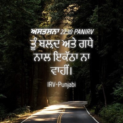 Picture 04 - ਅਸਤਸਨਾ 22:10 PANIRV - ਤੂੰ ਬਲ਼ਦ ਅਤੇ ਗਧੇ - Bible Verse Picture