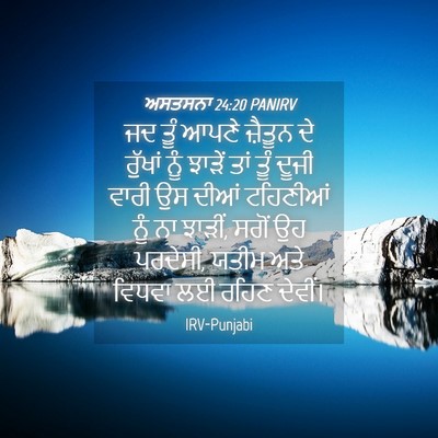 Picture 04 - ਅਸਤਸਨਾ 24:20 PANIRV - ਜਦ ਤੂੰ ਆਪਣੇ ਜ਼ੈਤੂਨ - Bible Verse Picture