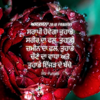 Picture 04 - ਅਸਤਸਨਾ 28:18 PANIRV - ਸਰਾਪੀ ਹੋਵੇਗਾ - Bible Verse Picture
