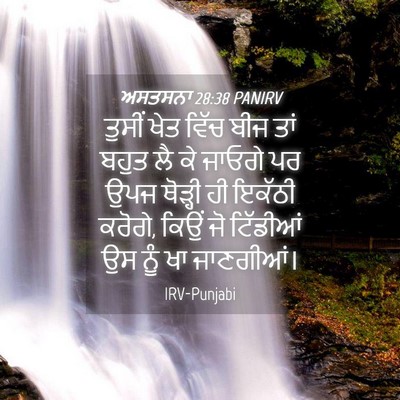 Picture 04 - ਅਸਤਸਨਾ 28:38 PANIRV - ਤੁਸੀਂ ਖੇਤ ਵਿੱਚ ਬੀਜ - Bible Verse Picture