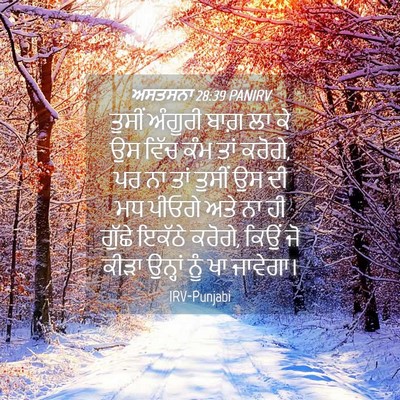 Picture 04 - ਅਸਤਸਨਾ 28:39 PANIRV - ਤੁਸੀਂ ਅੰਗੂਰੀ ਬਾਗ਼ - Bible Verse Picture
