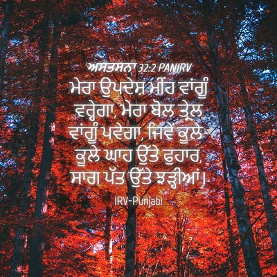 Picture 04 - ਅਸਤਸਨਾ 32:2 PANIRV - ਮੇਰਾ ਉਪਦੇਸ਼ ਮੀਂਹ - Bible Verse Picture
