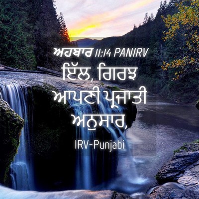 Picture 04 - ਅਹਬਾਰ 11:14 PANIRV - ਇੱਲ, ਗਿਰਝ ਆਪਣੀ - Bible Verse Picture